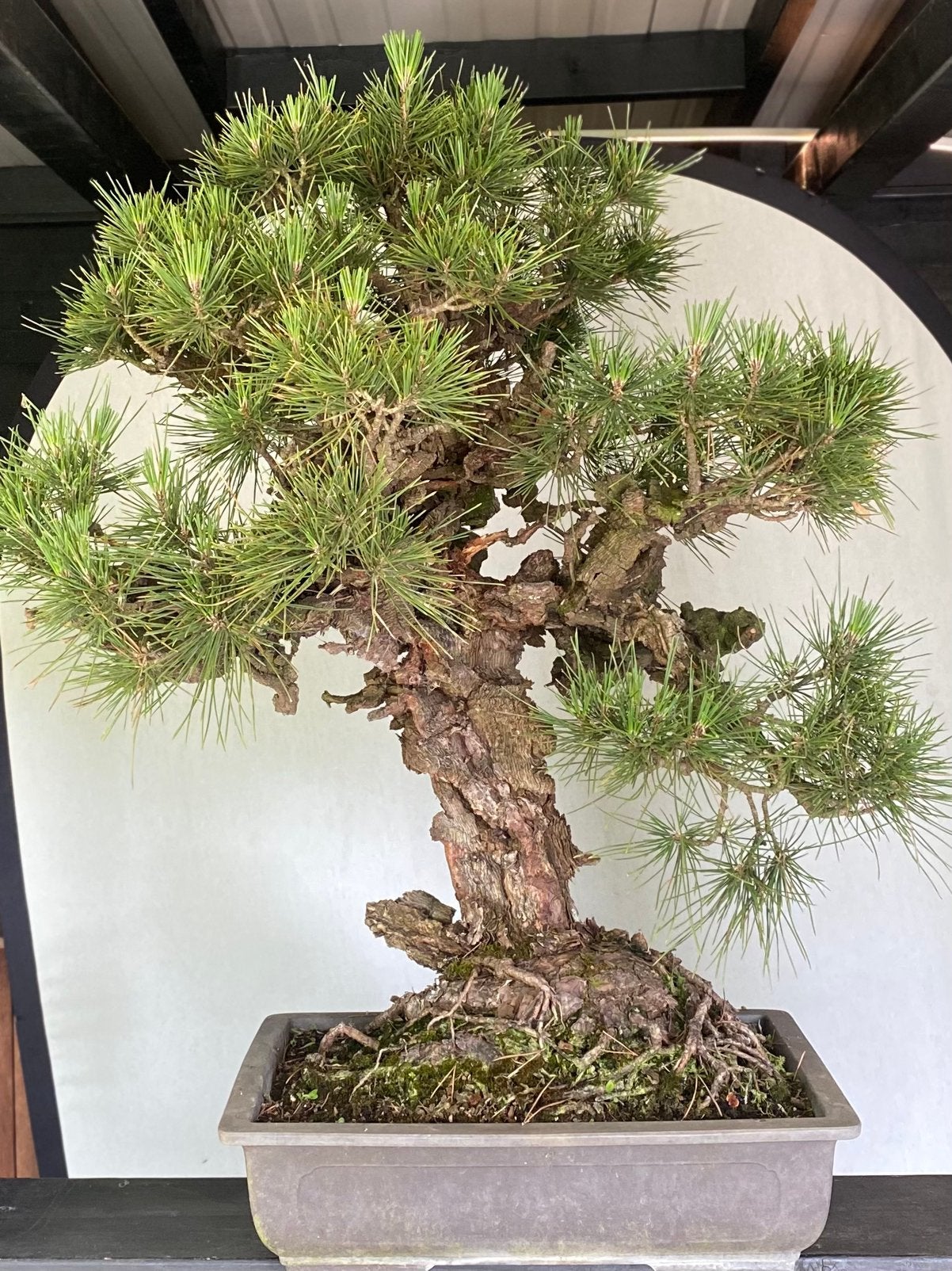 Bonsai Pinus Thunbergii Corticosa, zeer grote Japanse Boom, Bloeit niet, Overige soorten, Minder dan 100 cm, Ophalen