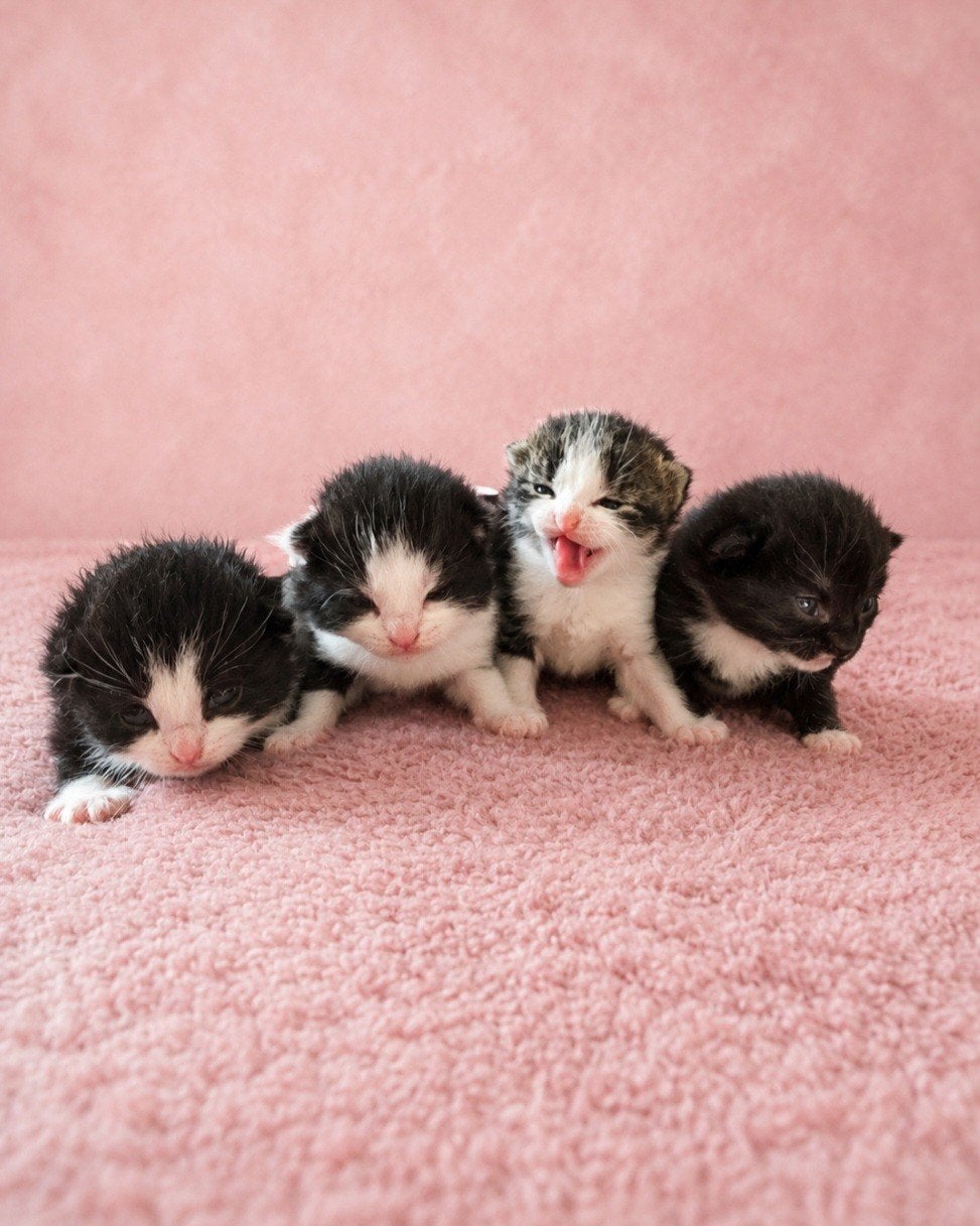 Super mooi nestje kruising ragdoll kittens, Meerdere dieren