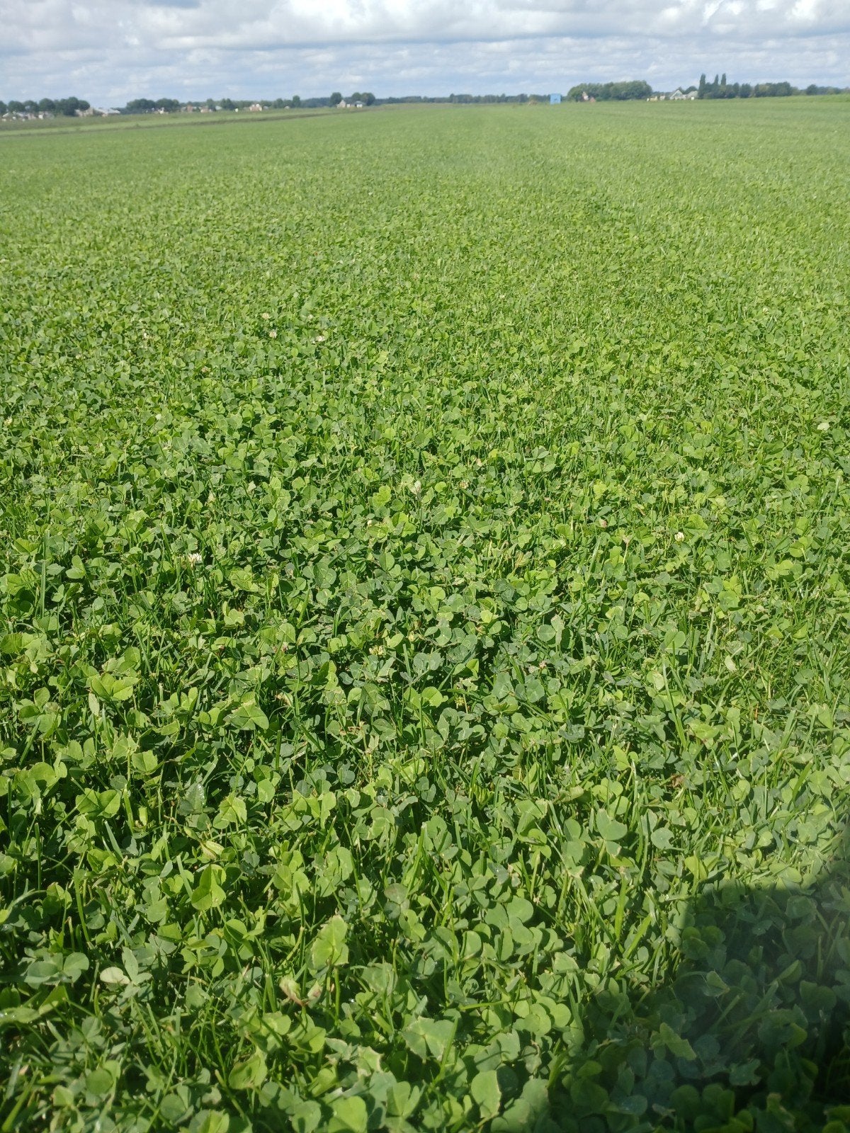 Microklaver Graszoden, Verzenden, 20 m² of meer