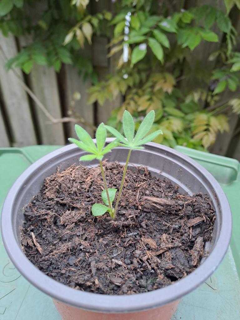 Lupine stekjes, Tuin en Terras, Planten | Tuinplanten, Ophalen