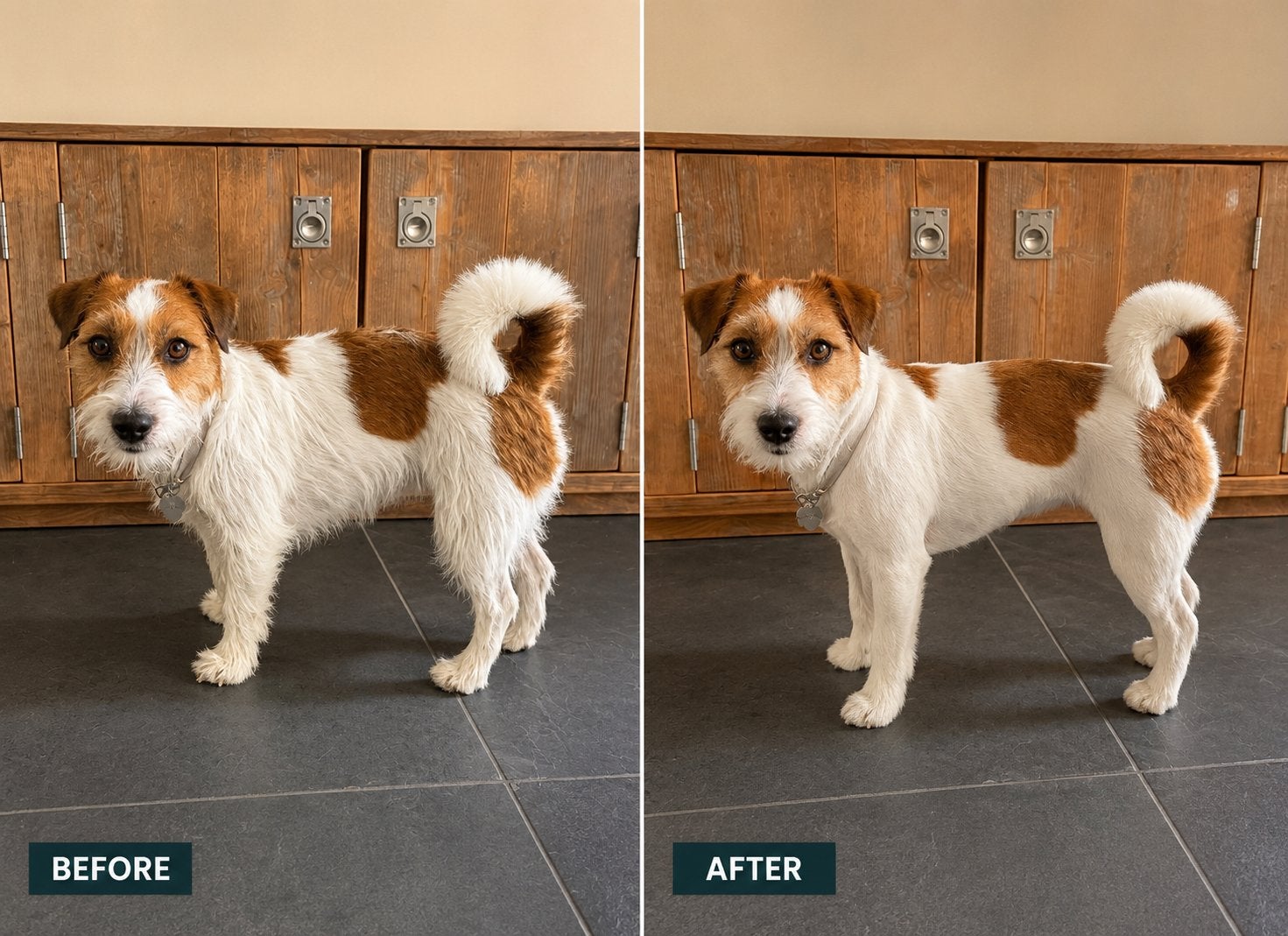 Ruwharige hond plukken | Specialist | Vanaf €65, Diensten en Vakmensen, Trimmen of Verzorging