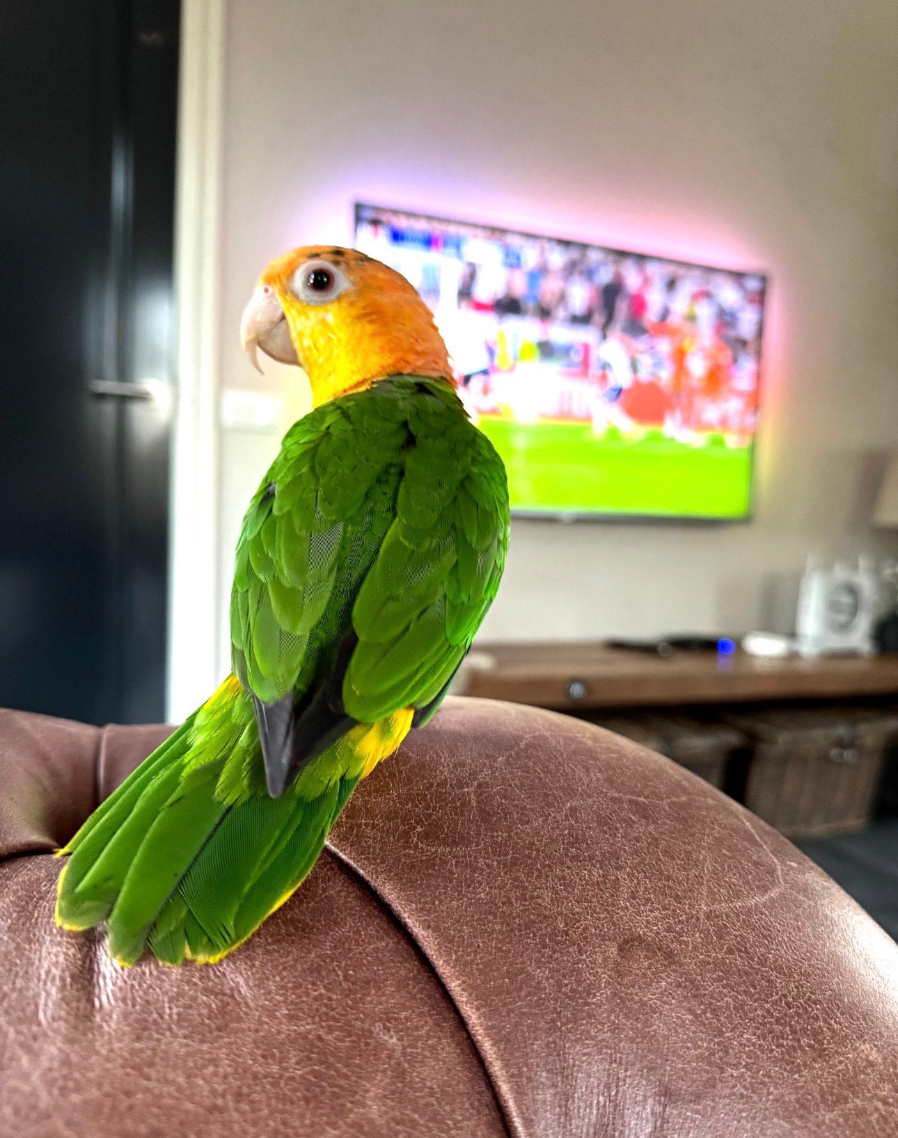 Caique zoekt een gouden kooi - vrouw - 3 jaar - papegaai, Vrouwelijk, Papegaai, Tam