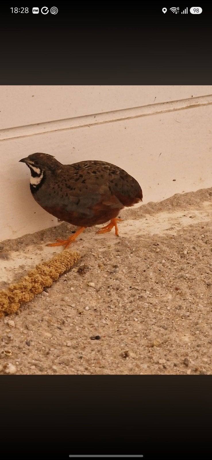 Chinese dwergkwartel, Dieren en Toebehoren, Pluimvee, Mannelijk, Kip