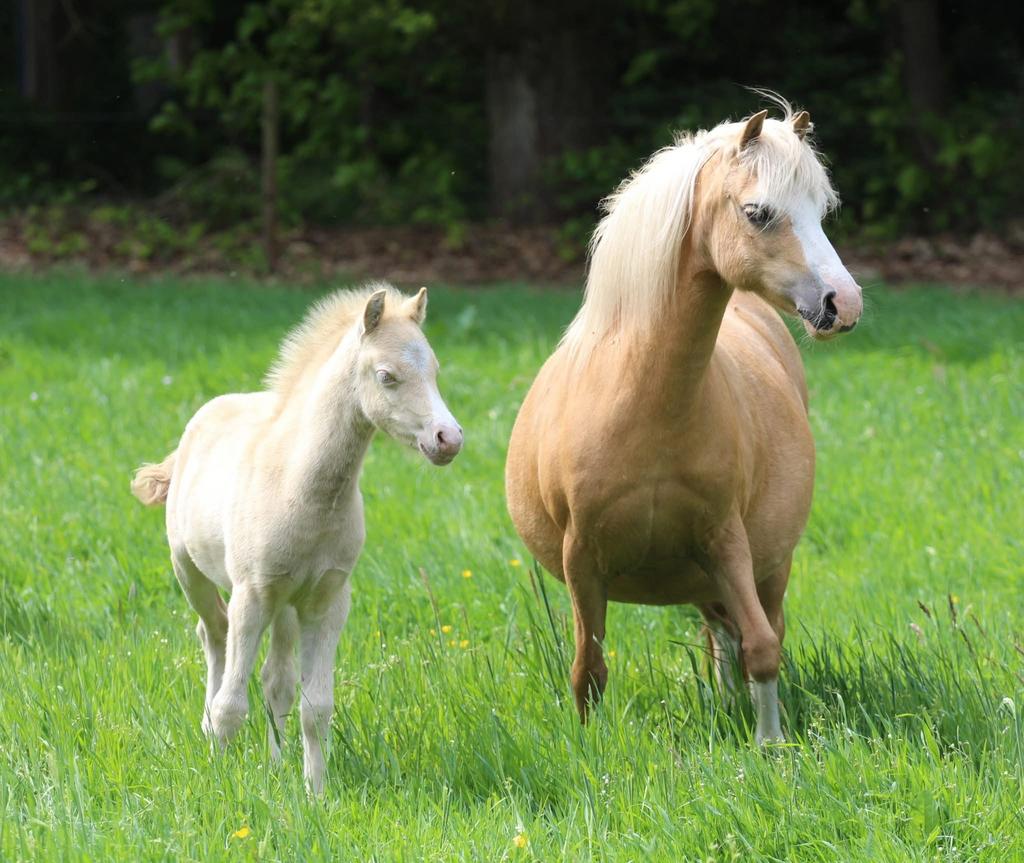 Topkwaliteit palomino Welsh sectie A merrie, Dieren en Toebehoren, Pony's, Merrie, Met stamboom, B pony (1.17m tot 1.27m), Onbeleerd