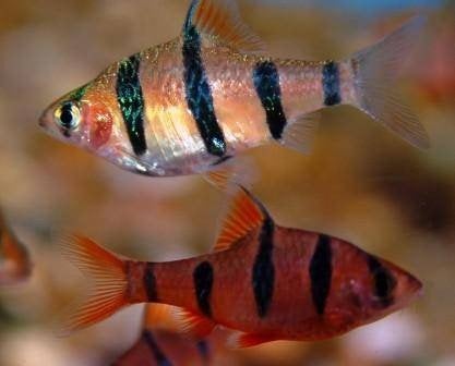 Barbus pentazona (vijfstreepbarbeel), Dieren en Toebehoren, Vis, Zoetwatervis, Schoolvis