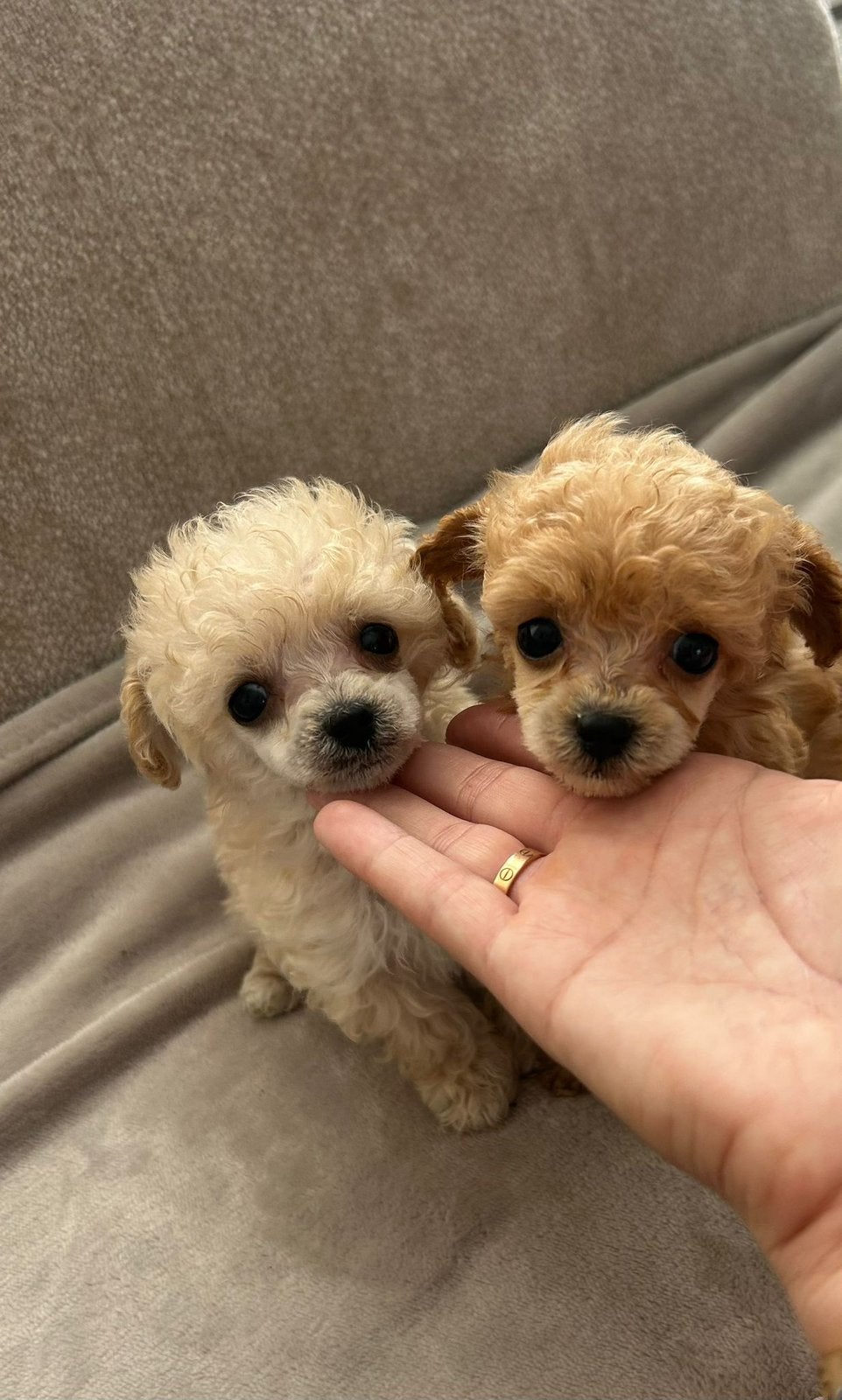 Tea cup toy poodle teefjes, Poedel, 8 tot 15 weken, Parvo, Meerdere