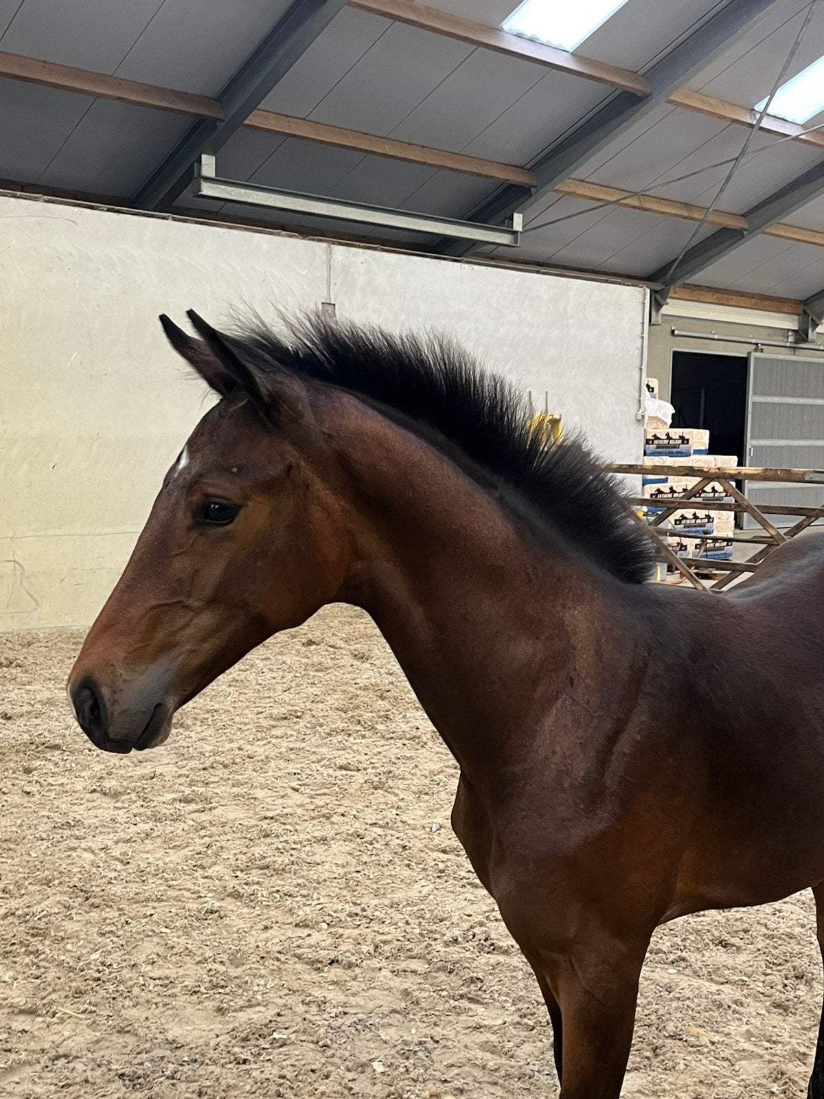 Prachtig veulen van Everglow Gold, Hengst, Dressuurpaard, 0 tot 2 jaar