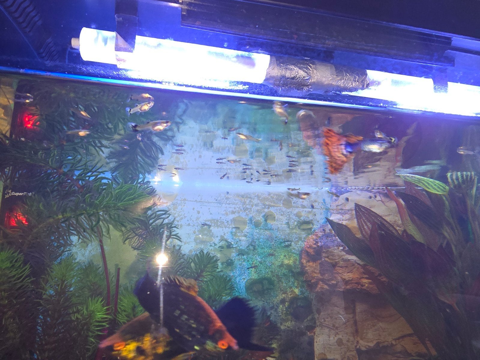 Guppy's ( gratis ), Vis