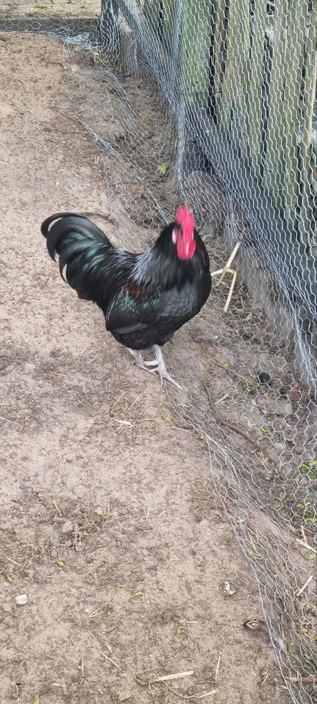 Zwarte haan met eventueel 1 kip., Meerdere dieren, Kip