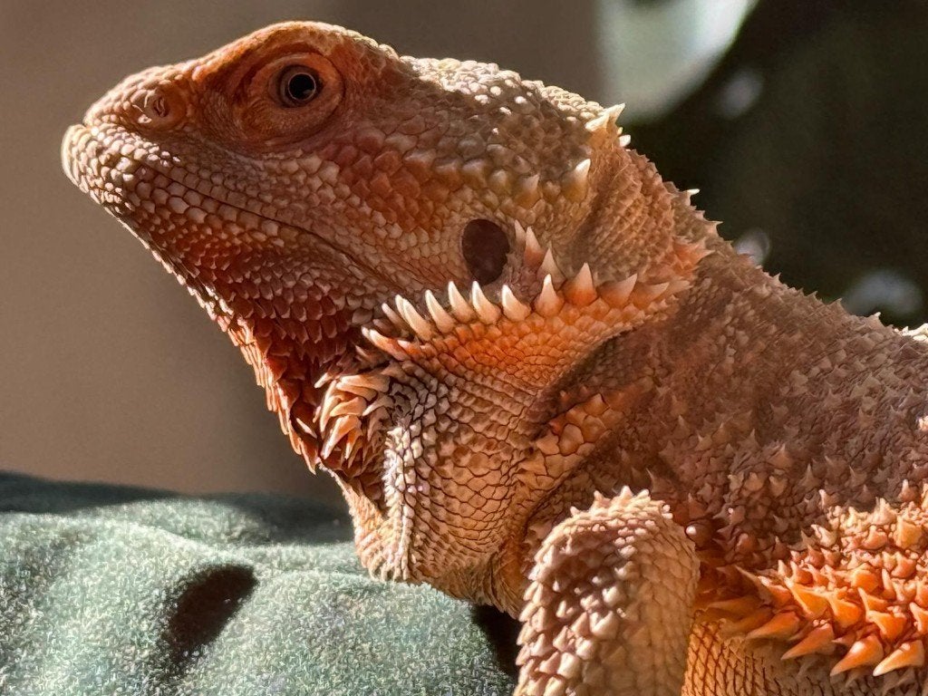 Baardagaam (man) zoekt nieuw huis Bearded Dragon photo 4