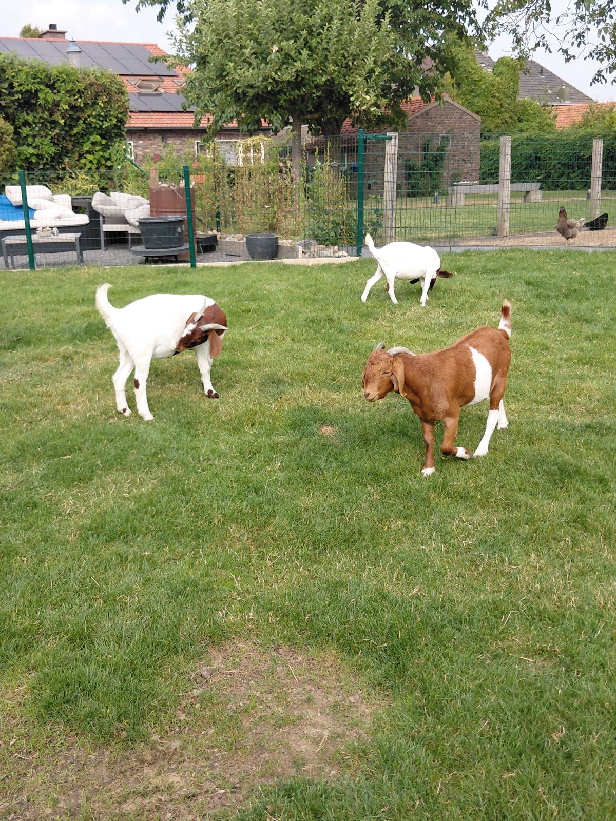 3 Boergeiten, Dieren en Toebehoren, Vrouwelijk, Geit, 0 tot 2 jaar