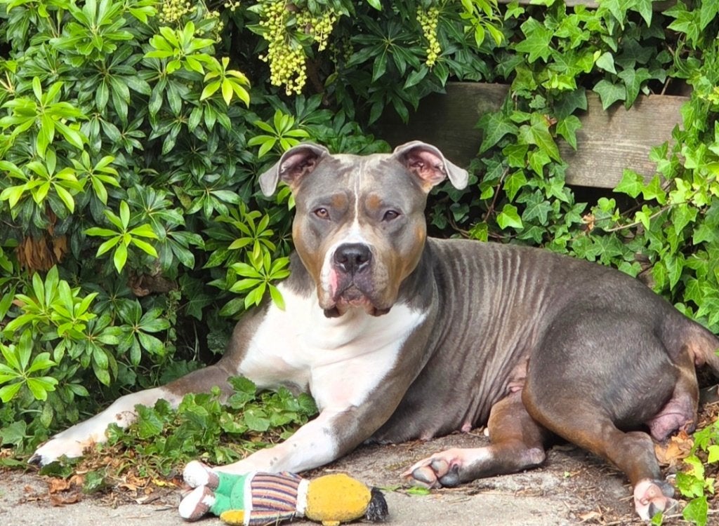 Bully XL zoekt haar goude mandje️, Dieren en Toebehoren, Teef, Bulldog, Eén hond, CDV (hondenziekte)