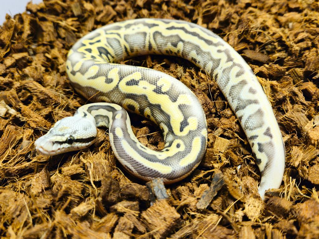 0.1 Enchi Leopard Super Pastel Desert Ghost PH Amur, Dieren en Toebehoren, Reptielen en Amfibieën, Slang, 0 tot 2 jaar