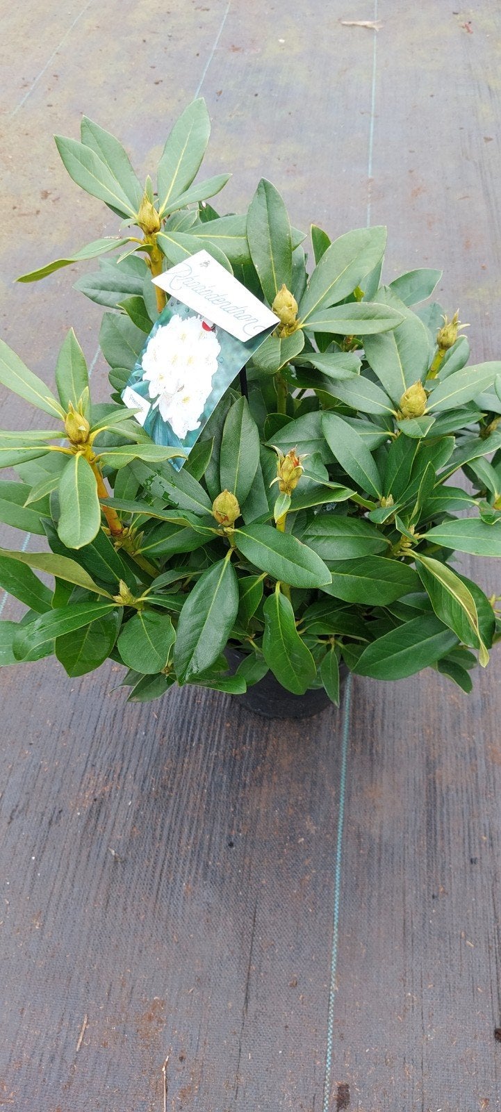 mooie grote rhododendrons, Ophalen of Verzenden, Overige soorten, Volle zon