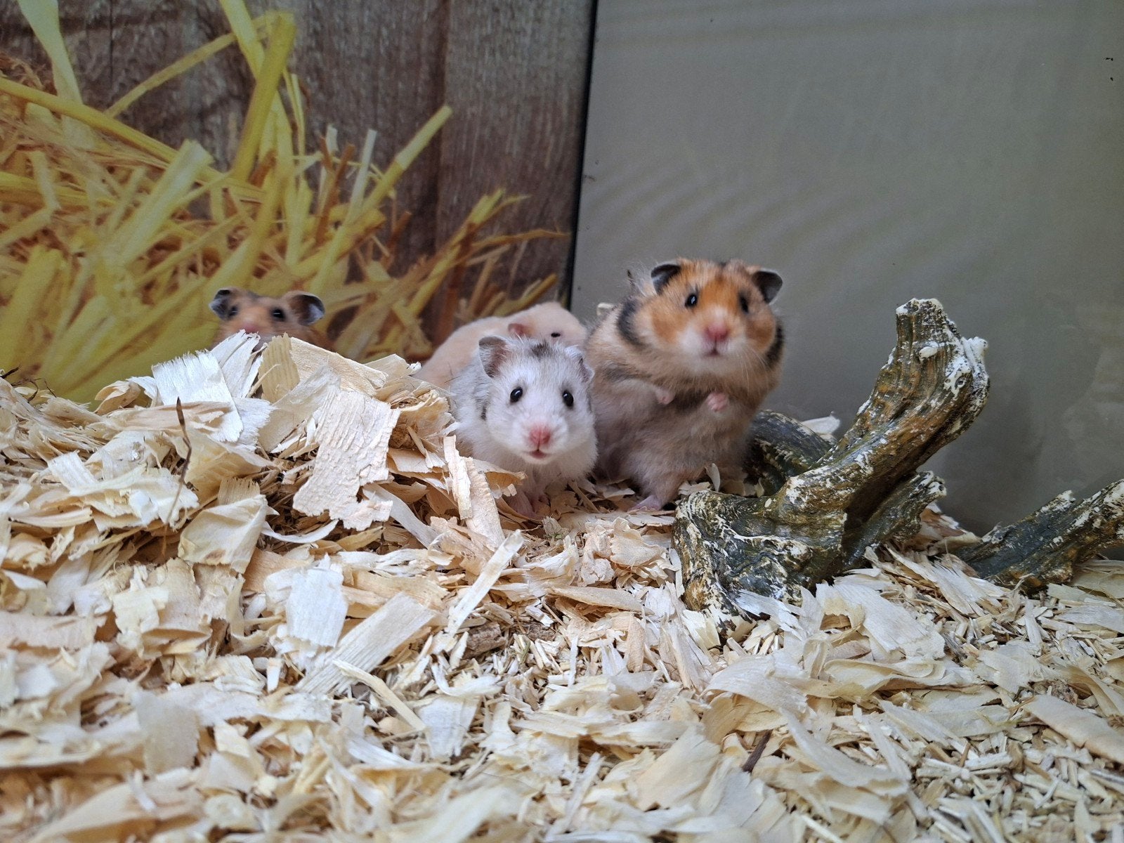 Hele leuke syrische hamster mannen, April, Mannelijk, Hamster