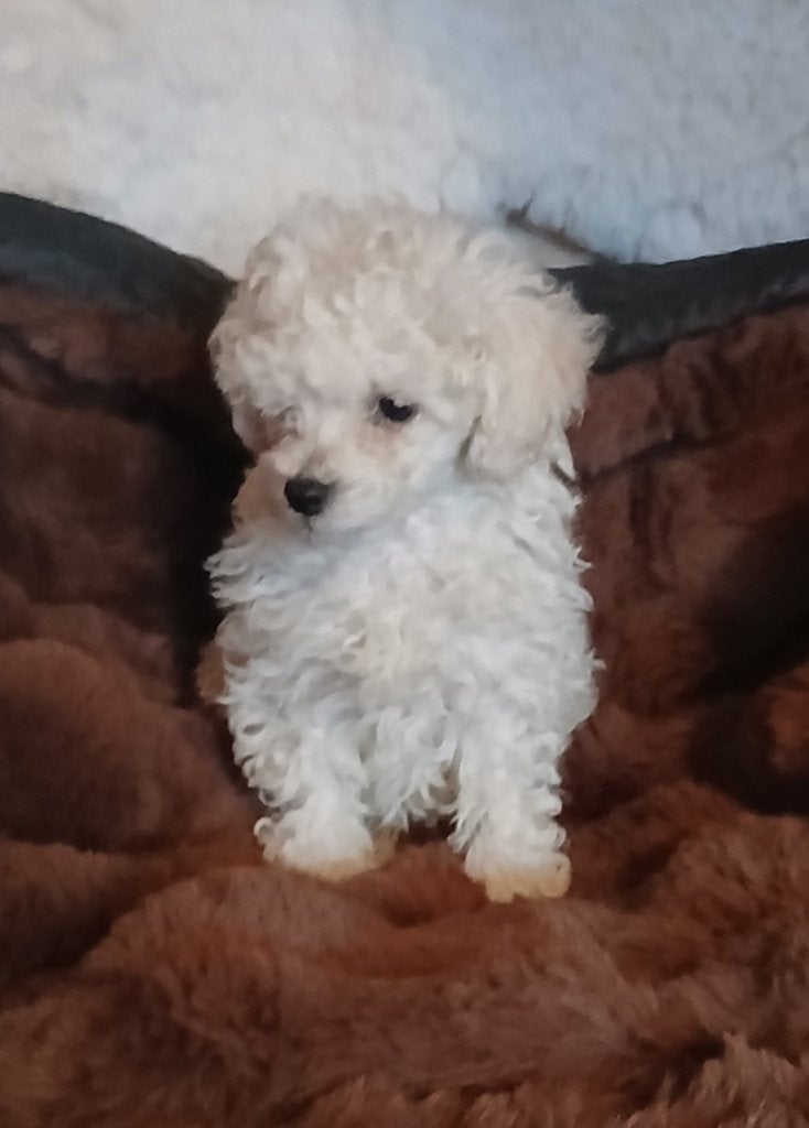 Toypoedel pup(s), Dieren en Toebehoren, Honden | Chihuahua's en Gezelschapshonden, Poedel, 8 tot 15 weken, Teef, Eén hond