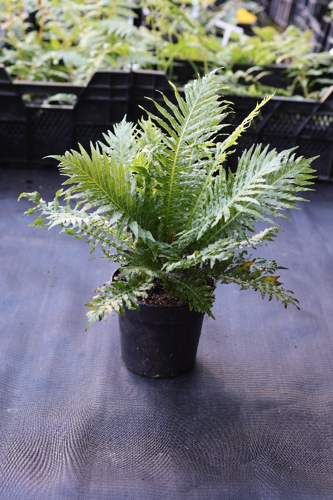 Boomvarens te koop: Cyathea, Ophalen of Verzenden, Varens, Volle zon