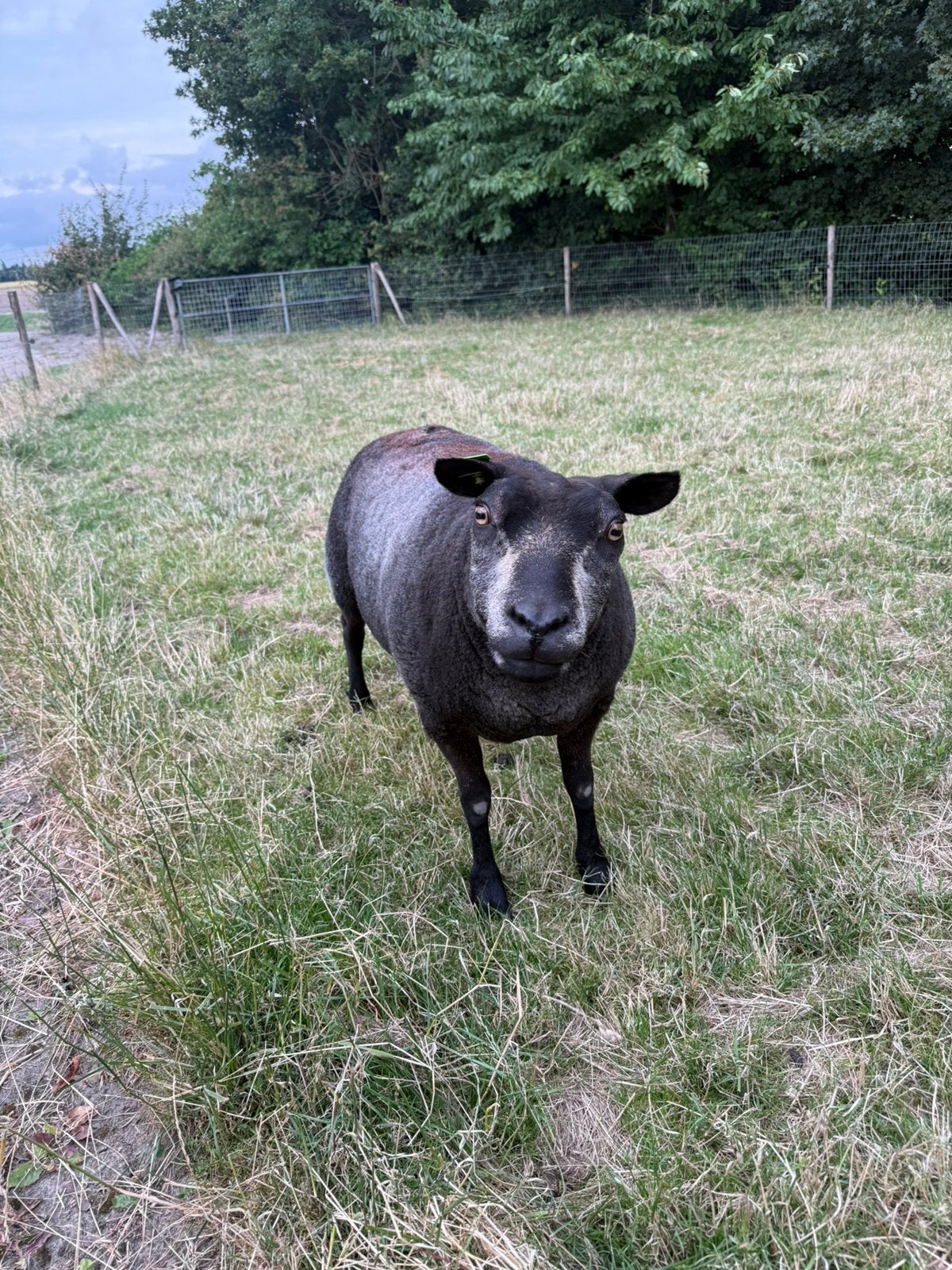 Lief schaap, Dieren en Toebehoren, Schapen, Geiten en Varkens, Vrouwelijk, Schaap, 6 jaar of ouder