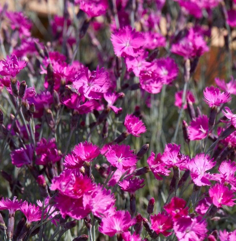 Tuinplanten - Dianthus D. Feuerglut - Chemievrij, Tuin en Terras, Planten | Tuinplanten, Overige soorten, Volle zon, Vaste plant