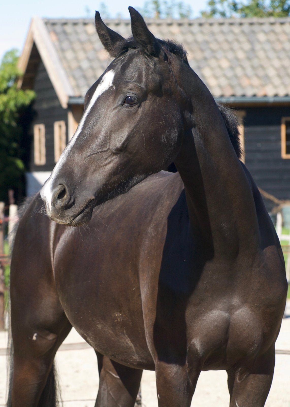 2,5 jarige ruin Barton VDL x Westpoint, Dieren en Toebehoren, Ruin, Dressuurpaard