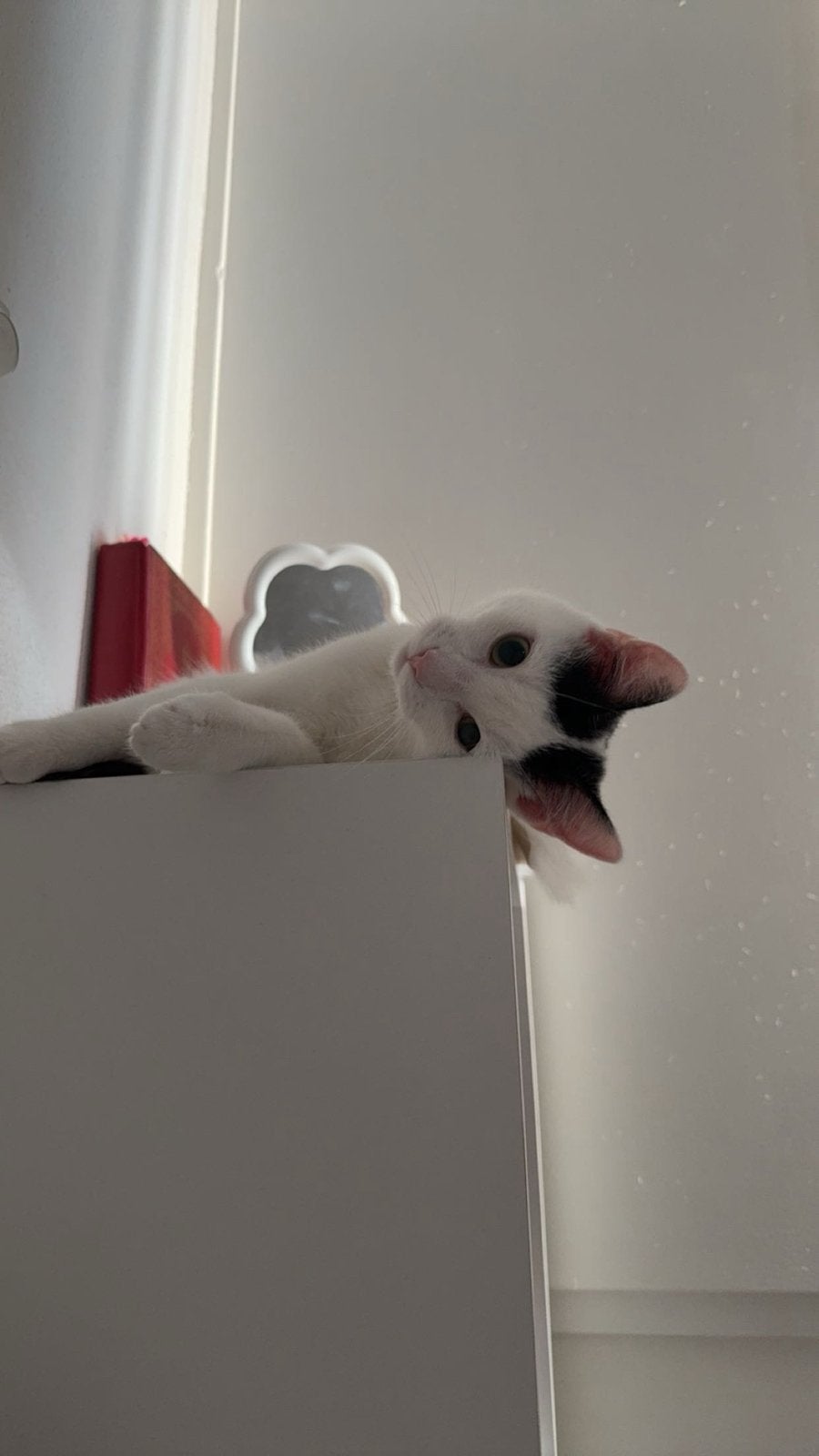 Europese korthaar, Dieren en Toebehoren, Katten en Kittens | Overige Katten, Kater, Kortharig, 0 tot 2 jaar