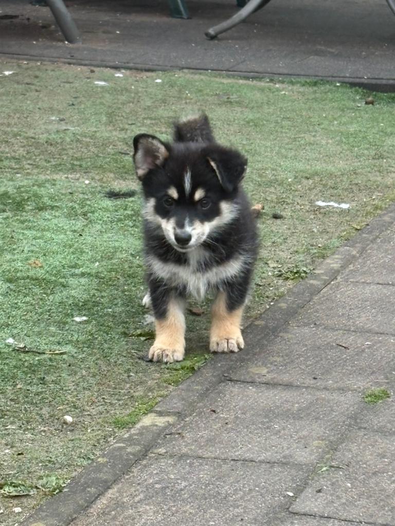 Prachtige Pomsky pups!!, Overige rassen, 8 tot 15 weken, Parvo, Meerdere