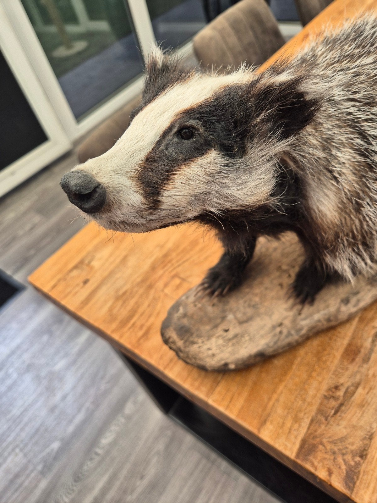 Taxidermie Das - opgezet dier - Das, Ophalen, Zo goed als nieuw, Wild dier, Opgezet dier