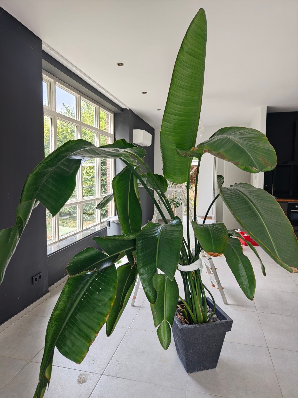Grote Strelitzia Nicolai (Paradijsvogelplant) - 2.5m, Ophalen, 200 cm of meer, Overige soorten, Halfschaduw