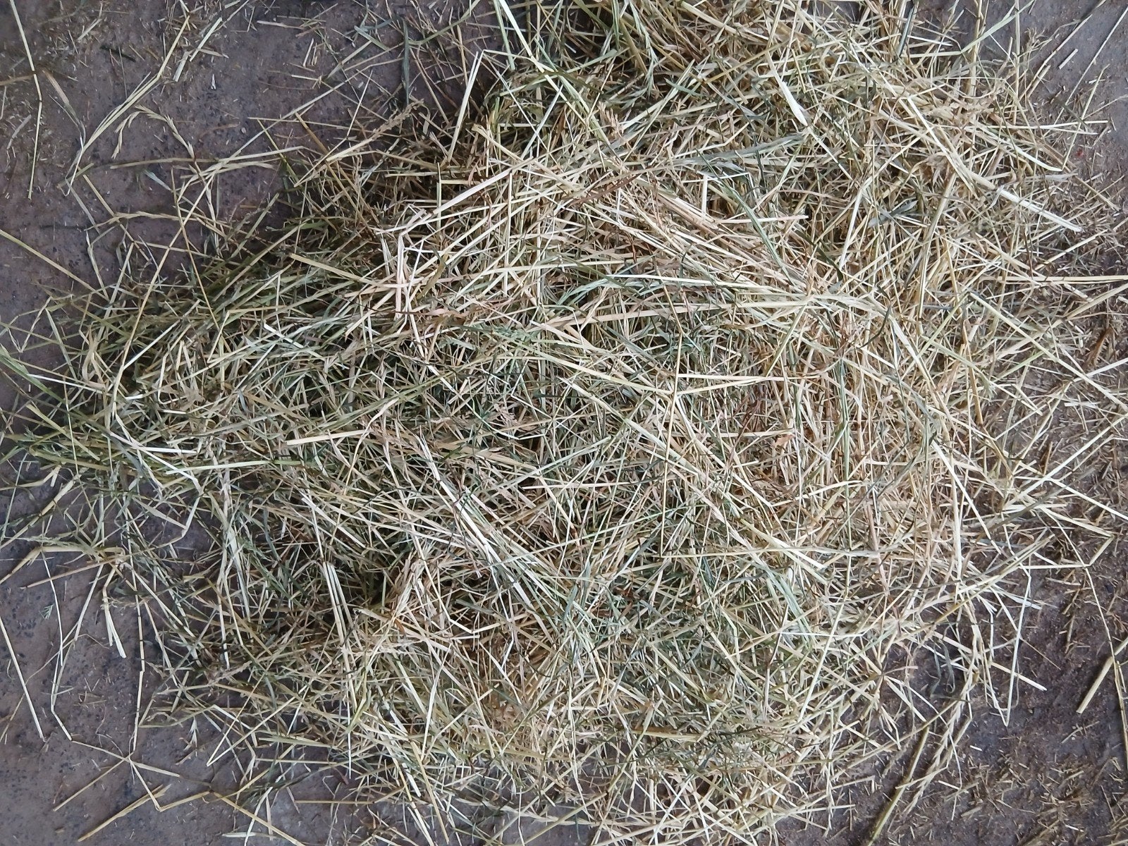 Midi ronde balen bijna droog hooi super kwaliteit voer, Dieren en Toebehoren, Ophalen of Verzenden, Vee
