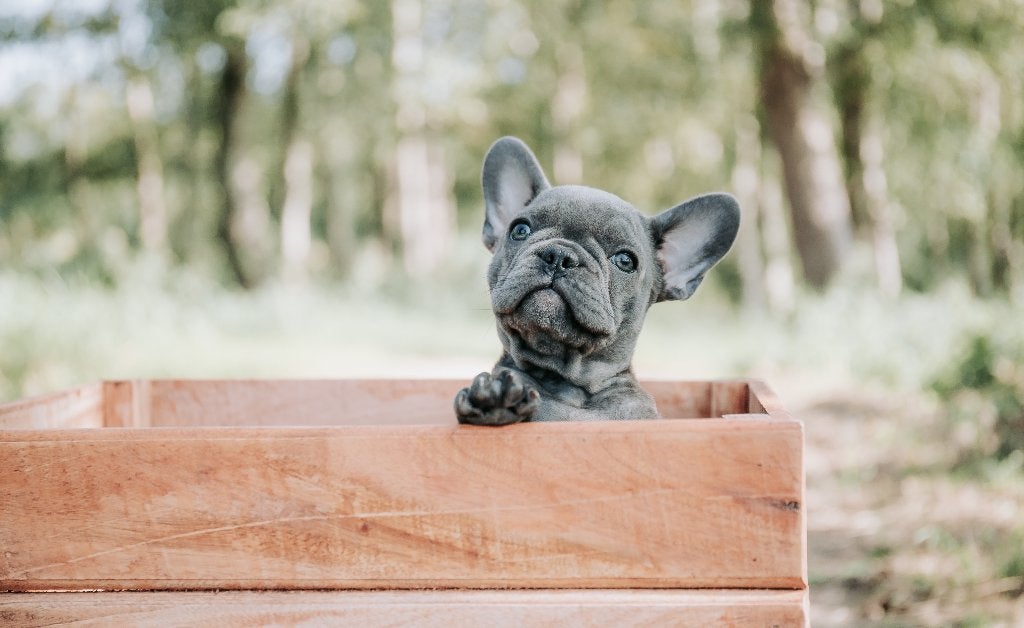 Franse bulldog Teef, 6 jaar of ouder, Teef, Bulldog, Eén hond