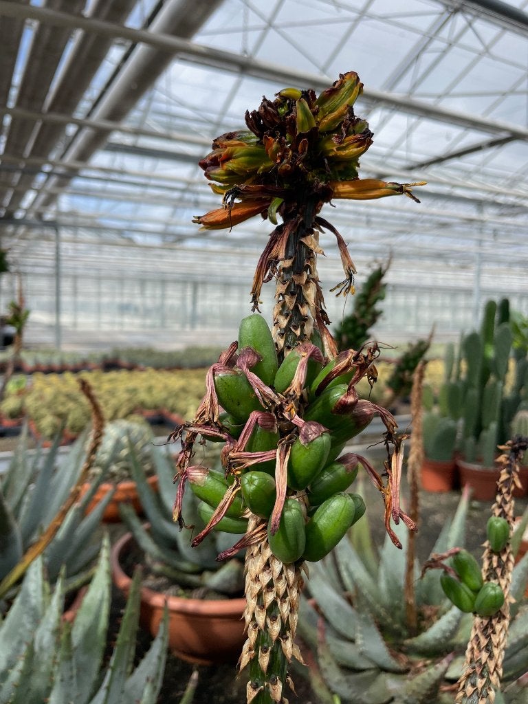 Succulent Aloe Aculeata in de 40 cm schaal. Zuid Afrika, Vetplant, Ophalen of Verzenden, In pot, Minder dan 100 cm