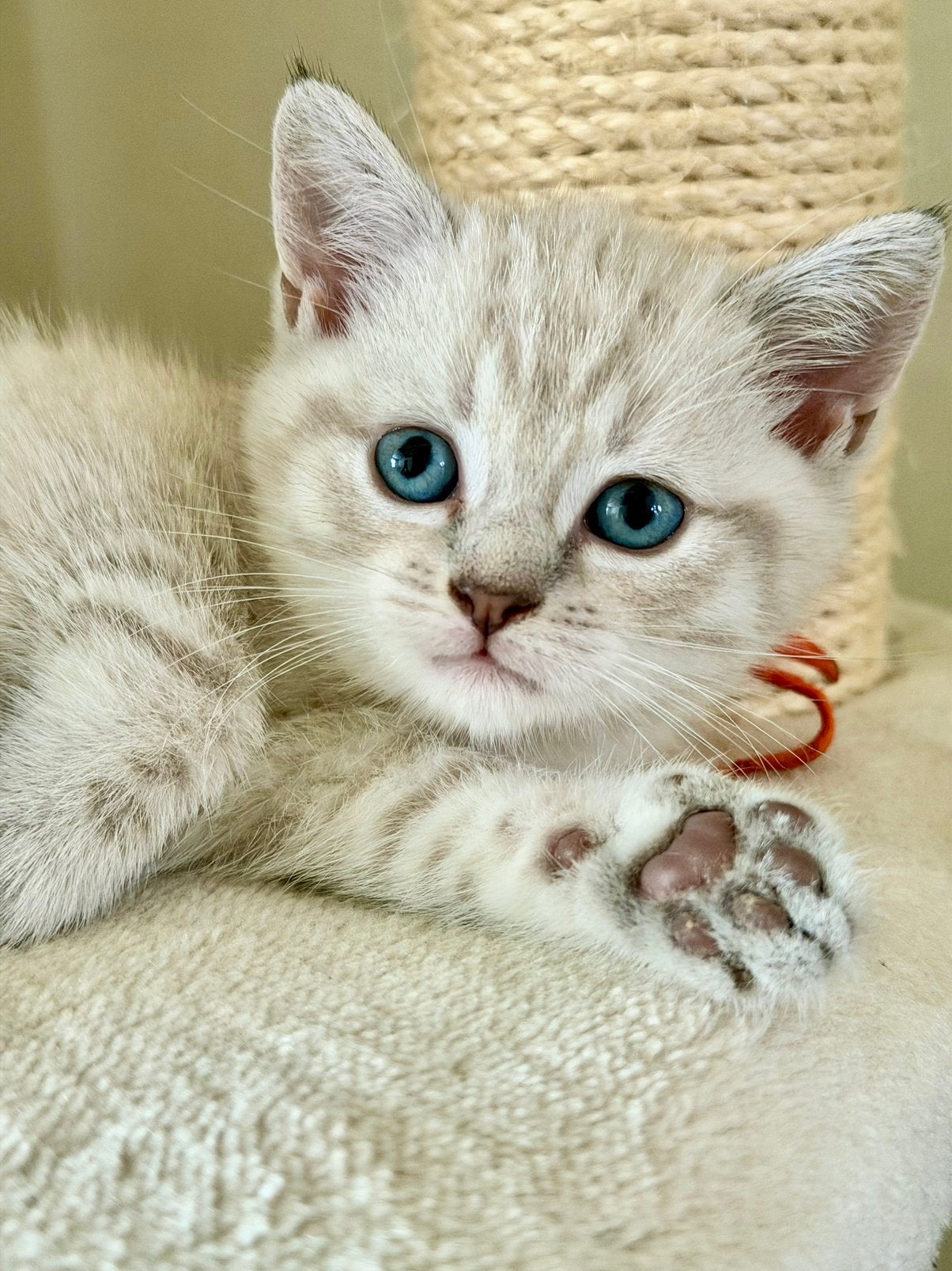 Britse korthaar kittens blue point & chocolate nog 1!, Meerdere dieren, Ontwormd