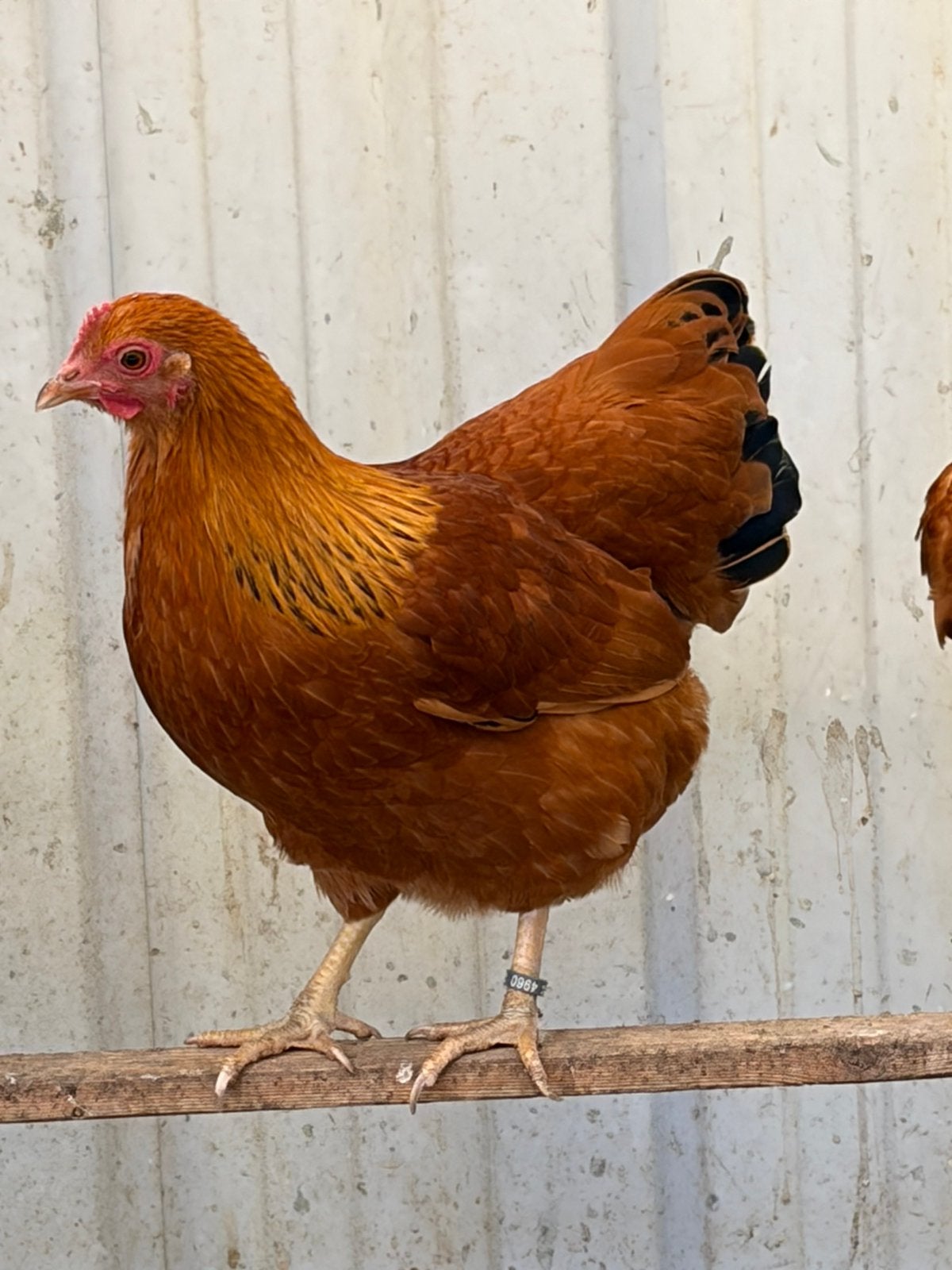 New Hampshirekrielen ( tt-kwaliteit), Meerdere dieren, Kip