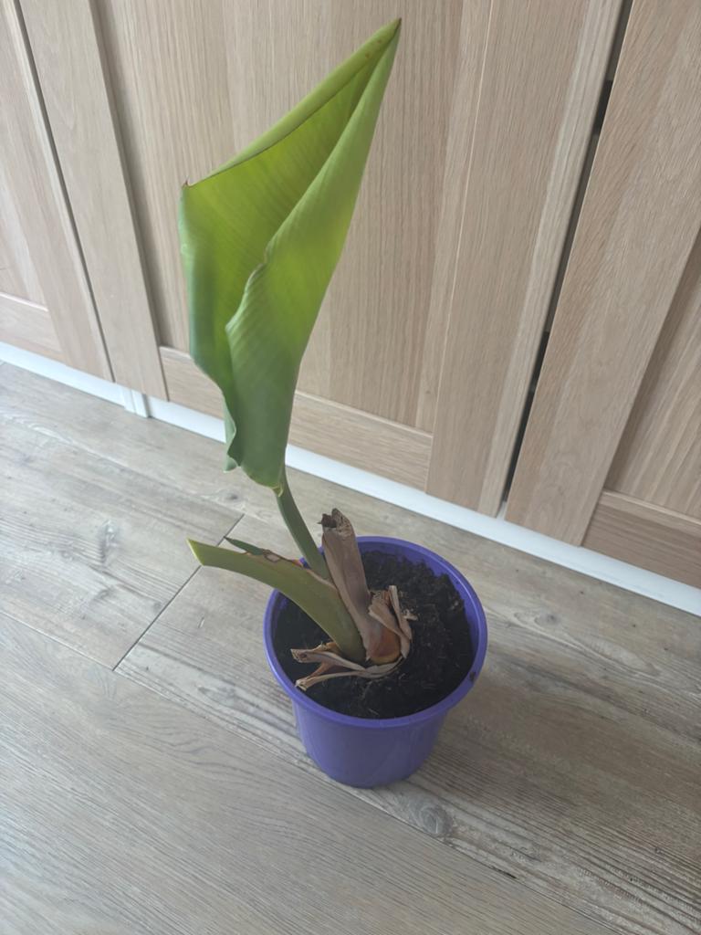 Strelitzia plant - Paradijsvogelbloem, Ophalen, Overige soorten, In pot, Minder dan 100 cm