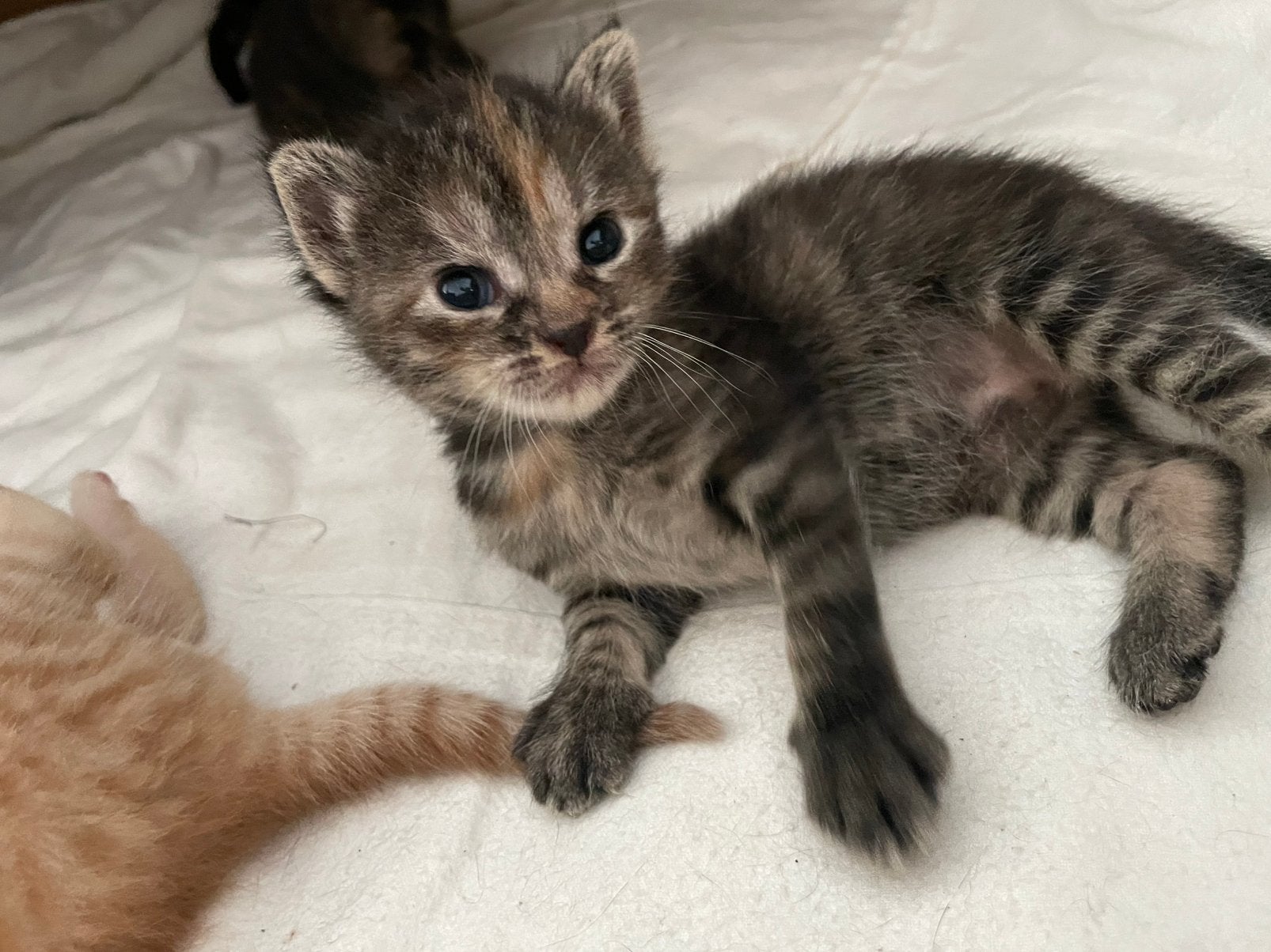 Pasgeboren baby kitten, Dieren en Toebehoren, Ophalen, Pluche