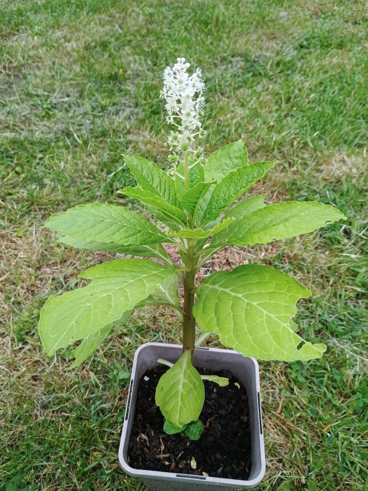 Karmozijnbes (Phytolacca) plant +/- 30 cm, Vaste plant, Halfschaduw, Zomer, Ophalen