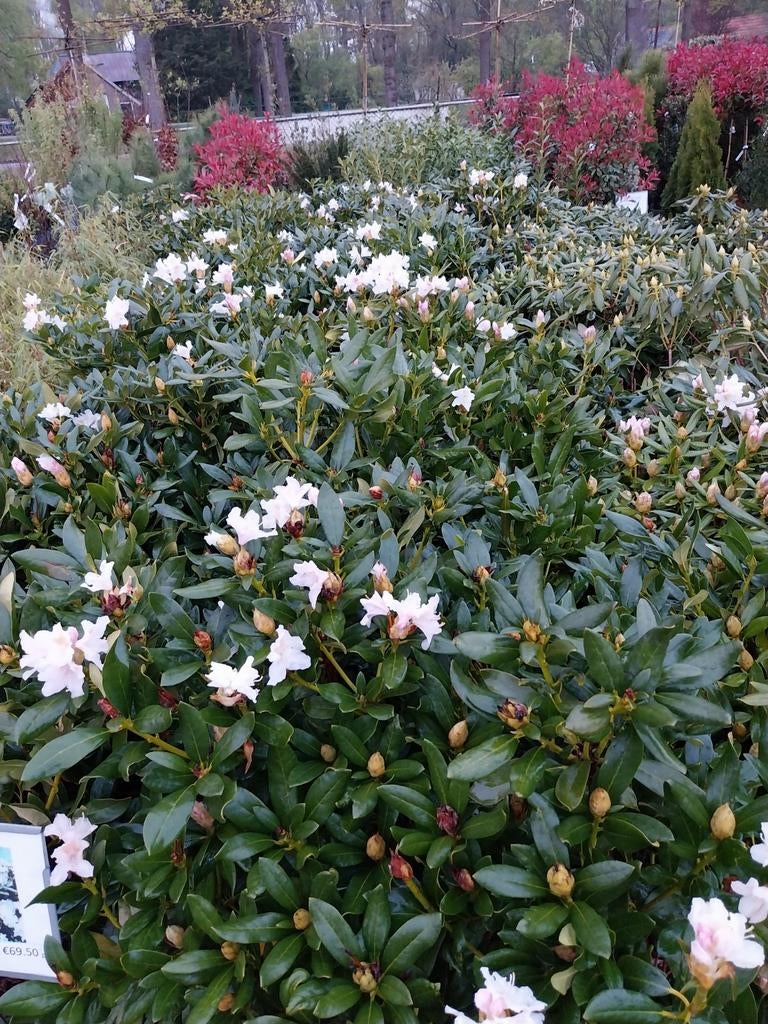 Rhododendron Struiken - Diverse Soorten (40-60 cm hoog), Vaste plant, Halfschaduw, Lente, Ophalen