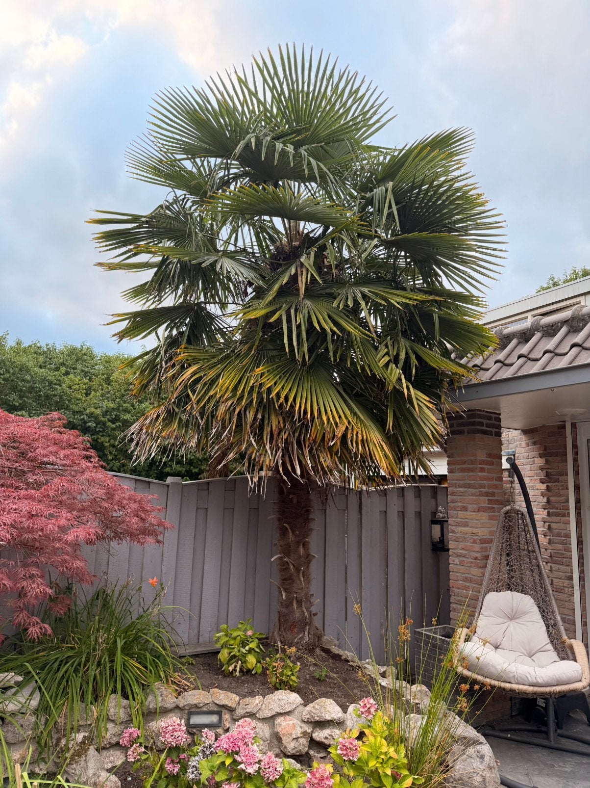 Palmboom Chinese waaierpalm, Tuin en Terras, Planten | Bomen, 100 tot 250 cm, Zomer, Palmboom, Ophalen