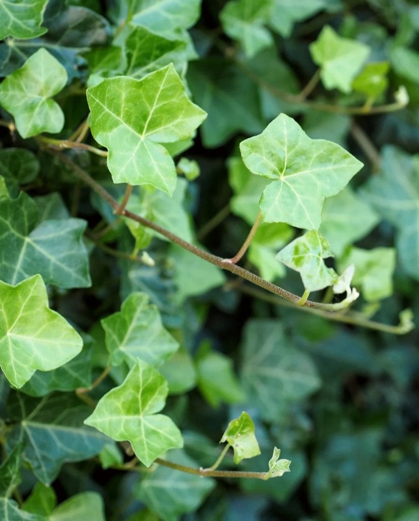 Klimop - Hedera, Ophalen, Vaste plant, Bloeit niet, Halfschaduw