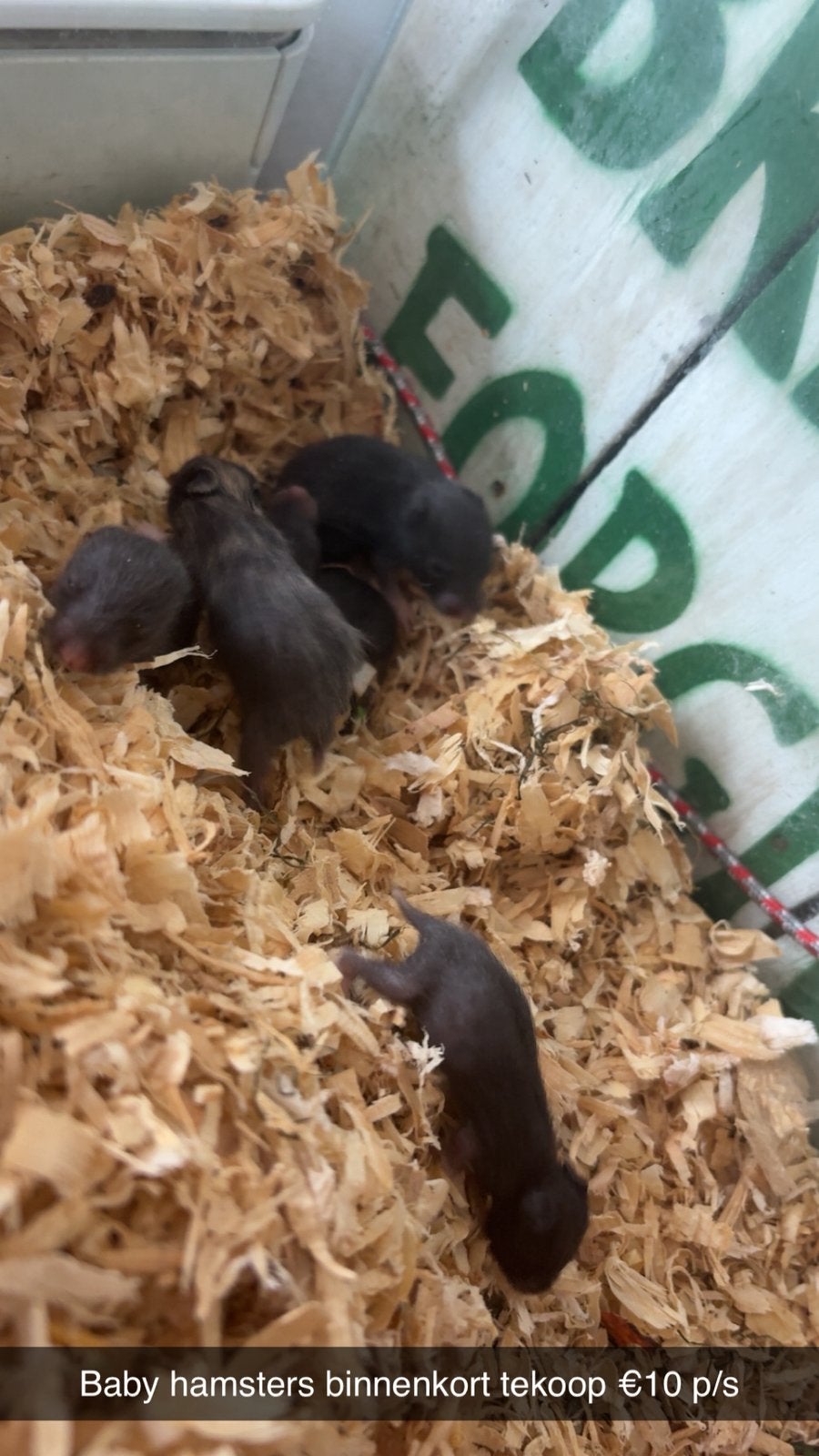 Goudhamster baby’s, Dieren en Toebehoren, Knaagdieren, Hamster, Augustus, Meerdere dieren, Tam