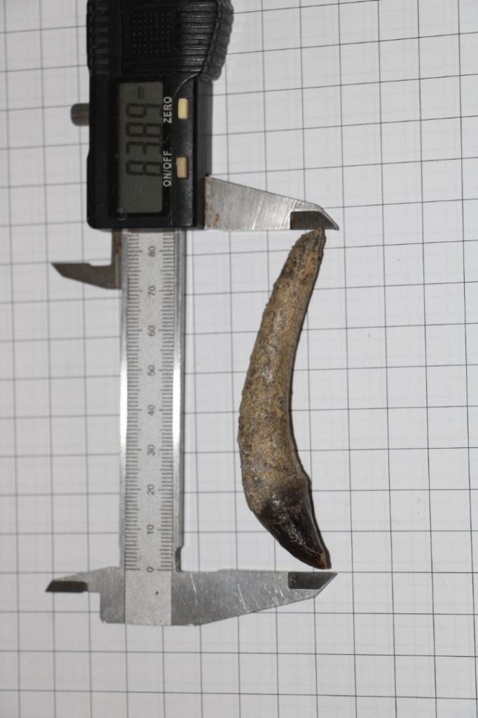 Fossiele tand Tapir, Ophalen of Verzenden, Fossiel