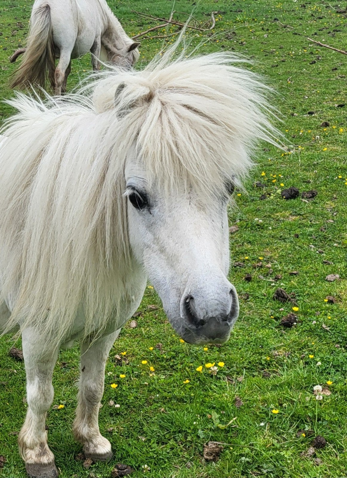 Nog enkele fraaie minipaardjes., Meerdere dieren, A pony (tot 1.17m), 0 tot 2 jaar