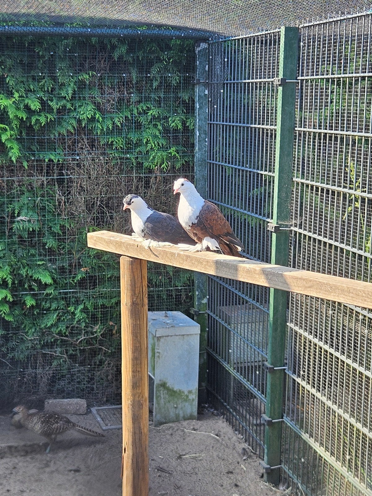 koppel syrische duiven te koop, Dieren en Toebehoren, Vogels | Duiven, Meerdere dieren, Overige soorten