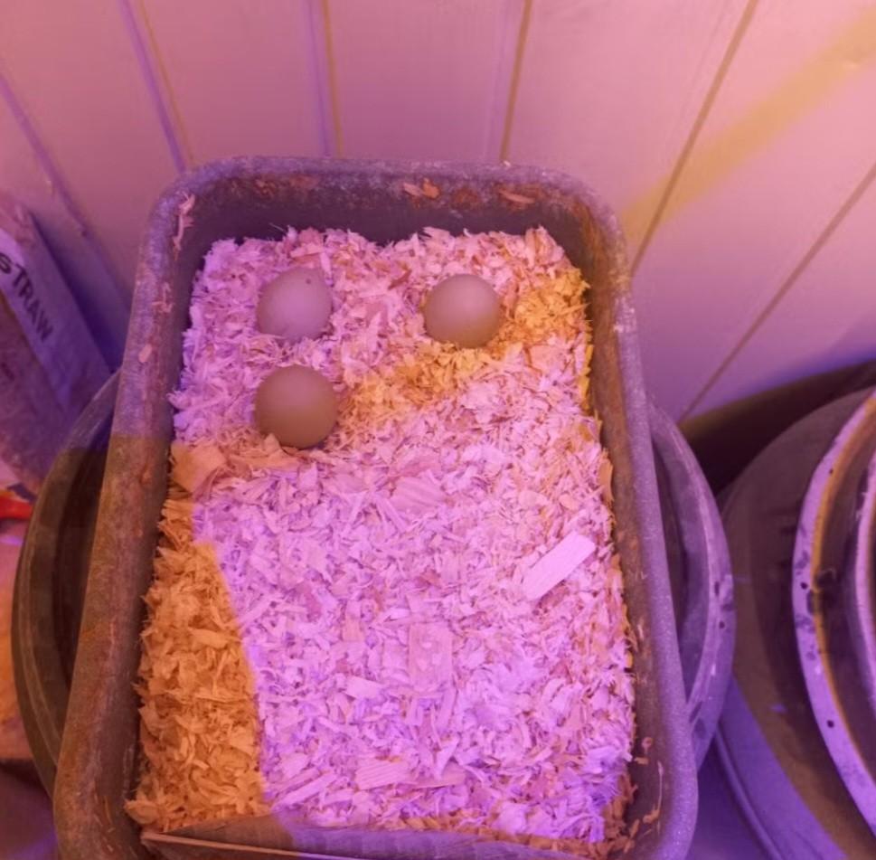 Bosfazant broedeieren (speciale kleur), Dieren en Toebehoren, Pluimvee, Meerdere dieren, Overige soorten