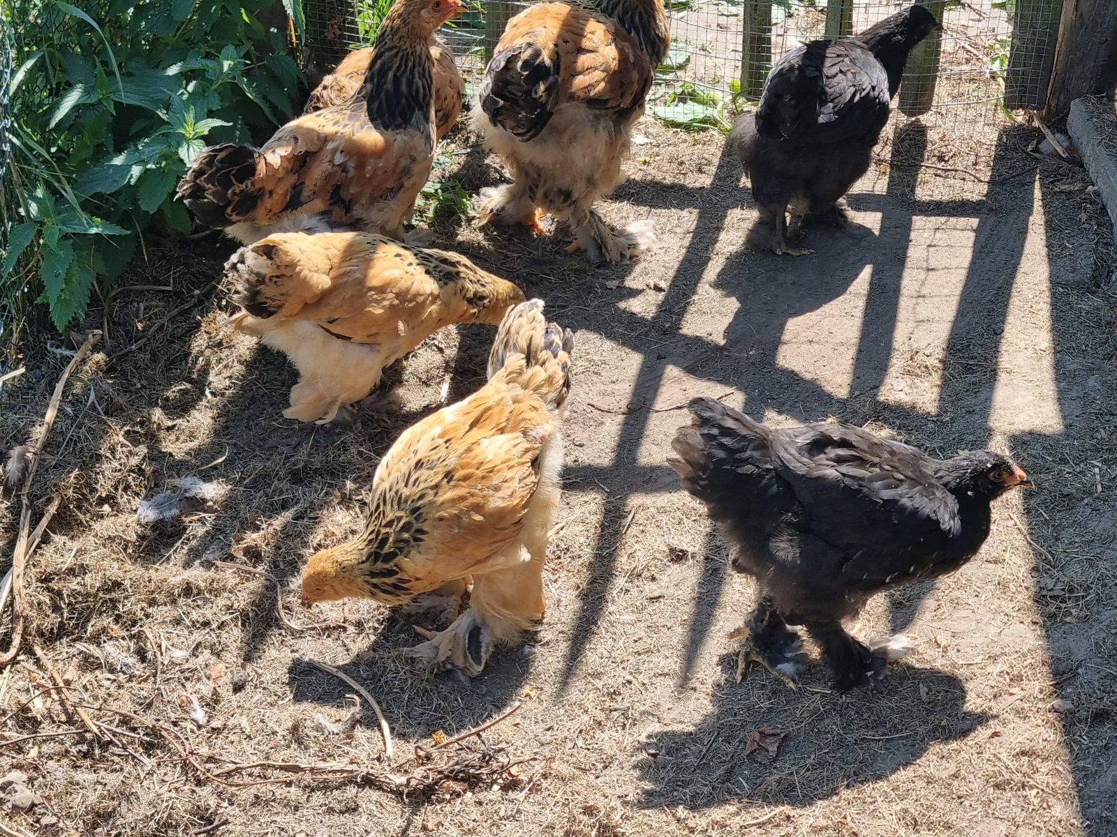 Brahma kip, brahma hen, kippen, Bahma, Dieren en Toebehoren, Pluimvee, Geslacht onbekend, Kip