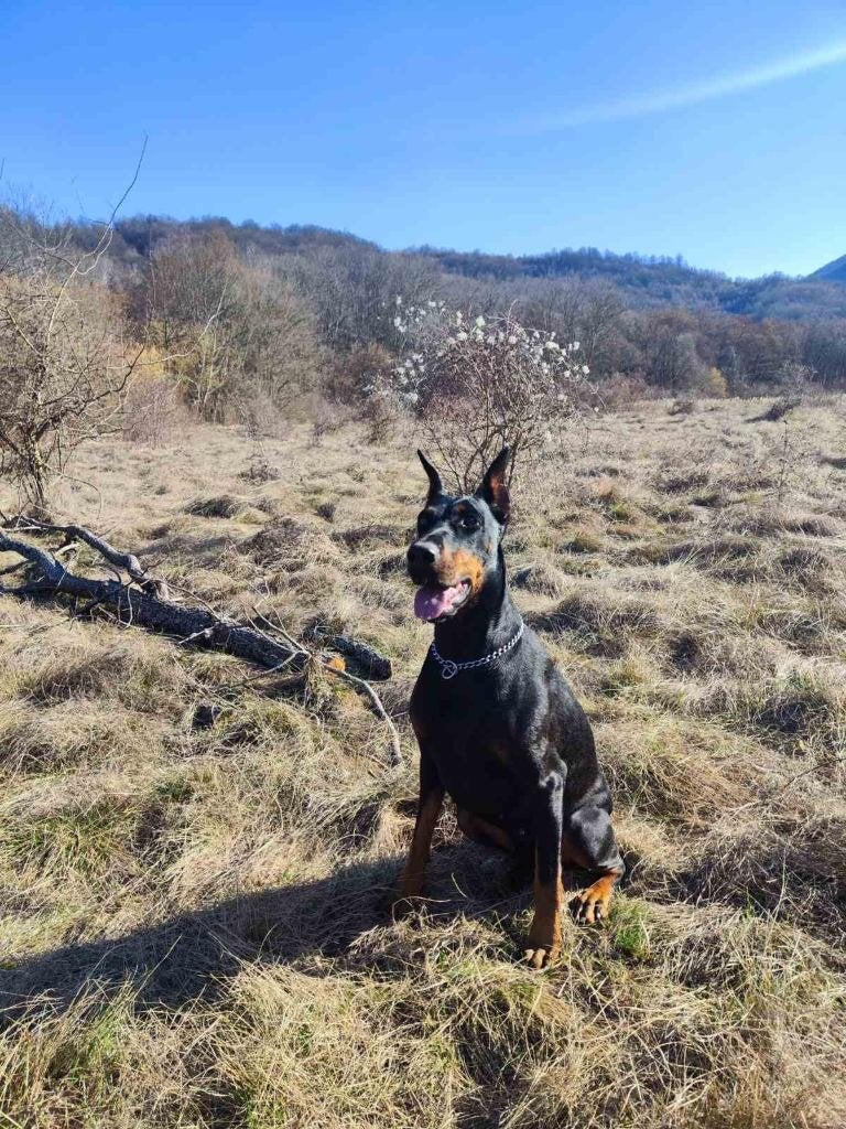Dobermann puppies, Overige rassen, 8 tot 15 weken, Meerdere, Meerdere dieren