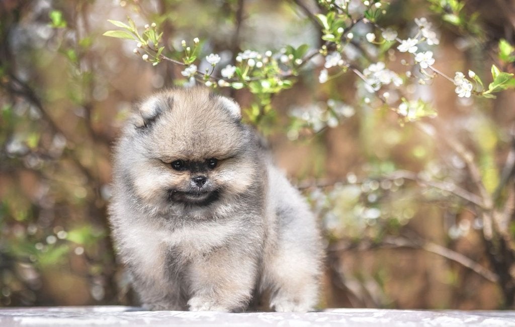 Pomeriaan pup reutje Orange Sable Bear type – reserveren, Dieren en Toebehoren, Honden | Poolhonden, Keeshonden en Oertypen, Nederland