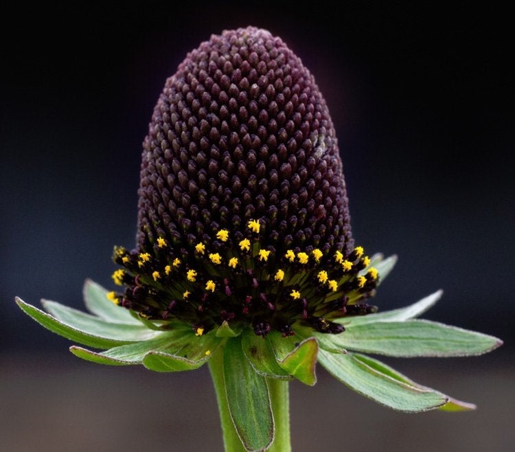 Zaden Rudbeckia Green Wizard, Verzenden, Volle zon
