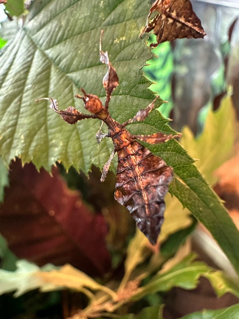 Wandelende bladeren Phyllium giganteum, Wandelende tak