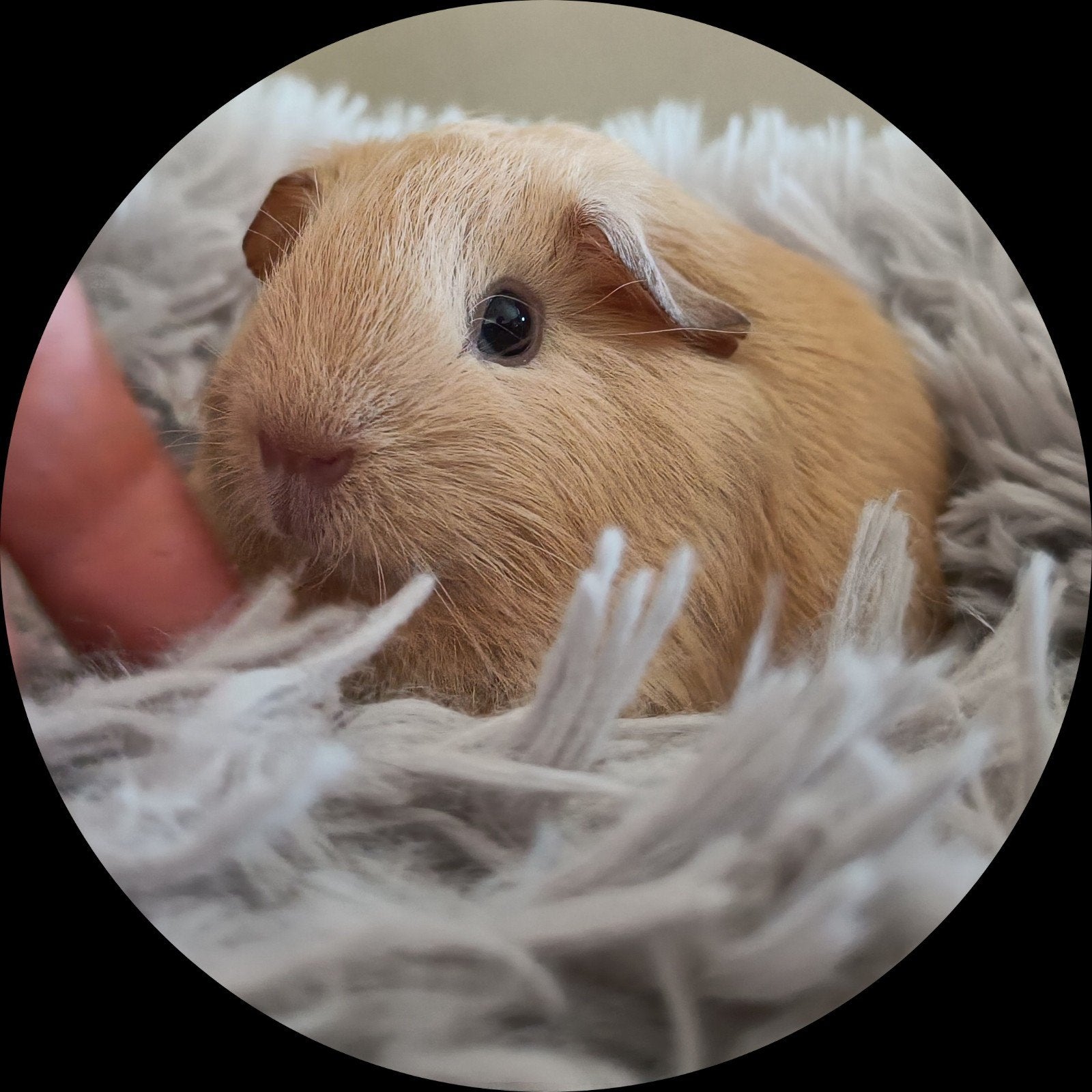 Leuk crème baby zeugje, Mei, Vrouwelijk, Cavia
